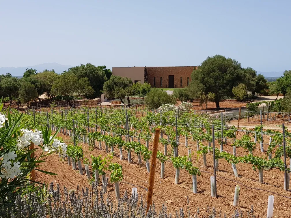 Manacor vineyards phase 2