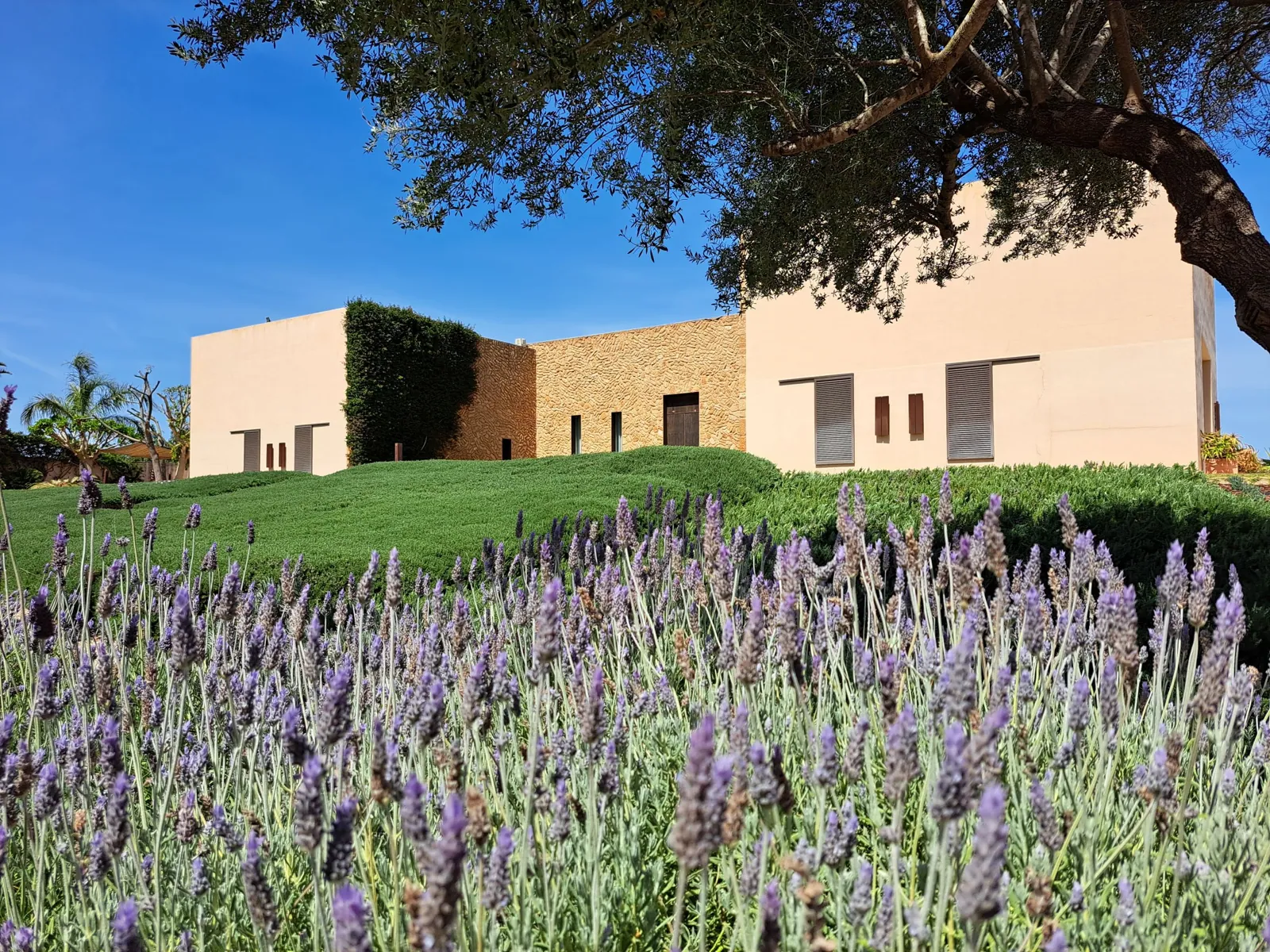 Manacor finca 1, stone country house behind a field of lavender