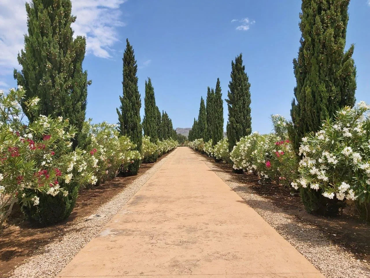 Avenue of cypresses and oleanders
