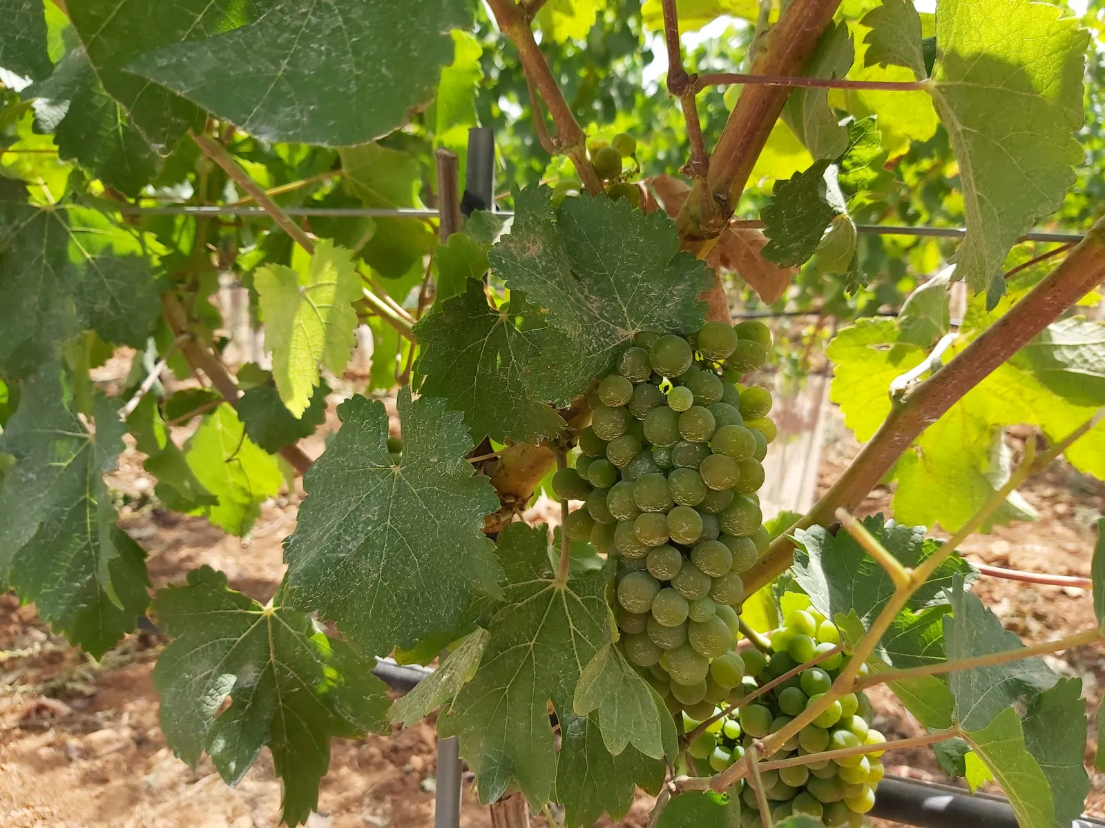 Grapes on the vine, Manacor vineyards phase 3